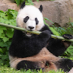 Meet your Posher, Ziva